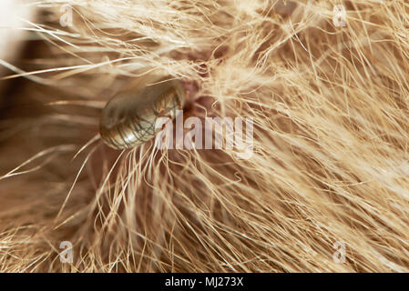 Tick voller Blut auf braune Felle Haut Stockfoto