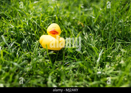 Eine niedliche gelbe Gummiente schwimmendes Spielzeug liegen auf grünem Gras von einem Garten Stockfoto