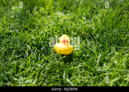 Eine niedliche gelbe Gummiente schwimmendes Spielzeug liegen auf grünem Gras von einem Garten Stockfoto