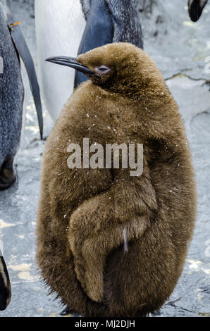 Im Norden von Japan gelegen, Asahiyama Zoo ist die Heimat von 700 Tiere aus 124 verschiedenen Arten. Den Zoo von Asahikawa City. Stockfoto