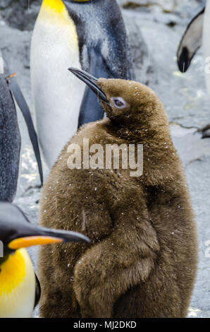 Im Norden von Japan gelegen, Asahiyama Zoo ist die Heimat von 700 Tiere aus 124 verschiedenen Arten. Den Zoo von Asahikawa City. Stockfoto