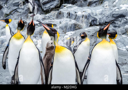 Im Norden von Japan gelegen, Asahiyama Zoo ist die Heimat von 700 Tiere aus 124 verschiedenen Arten. Den Zoo von Asahikawa City. Stockfoto