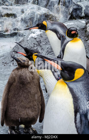 Im Norden von Japan gelegen, Asahiyama Zoo ist die Heimat von 700 Tiere aus 124 verschiedenen Arten. Den Zoo von Asahikawa City. Stockfoto