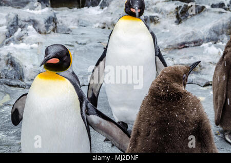 Im Norden von Japan gelegen, Asahiyama Zoo ist die Heimat von 700 Tiere aus 124 verschiedenen Arten. Den Zoo von Asahikawa City. Stockfoto