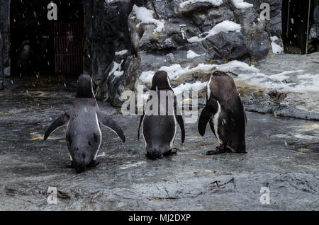 Im Norden von Japan gelegen, Asahiyama Zoo ist die Heimat von 700 Tiere aus 124 verschiedenen Arten. Den Zoo von Asahikawa City. Stockfoto