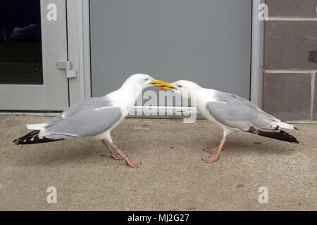 Bekämpfung von Möwen, Padstow Cornwall, Großbritannien Stockfoto