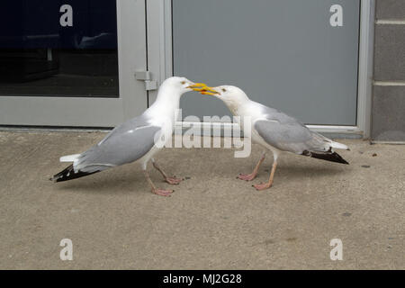 Bekämpfung von Möwen, Padstow Cornwall, Großbritannien Stockfoto