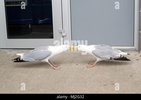 Bekämpfung von Möwen, Padstow Cornwall, Großbritannien Stockfoto