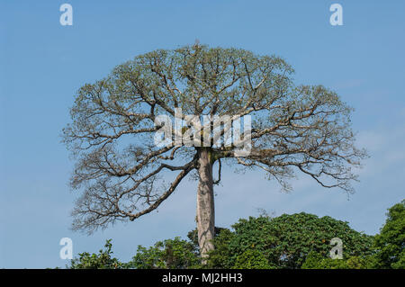 Kapok oder Silk Cotton Tree, ceiba pentandra Stockfoto