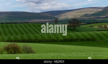 Abisolierten gerollt Gras Felder auf einem Bauernhof im Lake District, Cumbria, Großbritannien Stockfoto