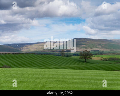 Abisolierten gerollt Gras Felder auf einem Bauernhof im Lake District, Cumbria, Großbritannien Stockfoto