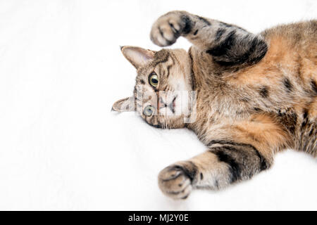 Eine verspielte Tabbykatze, die mit erhobenen Pfoten auf dem Rücken liegt und sich spielerisch ausdehnt oder auf etwas schlägt. Stockfoto