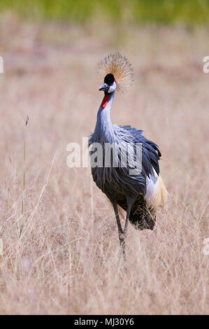 Schöne graue gekrönt Kran in der Savanne Kenias fotografiert. Stockfoto