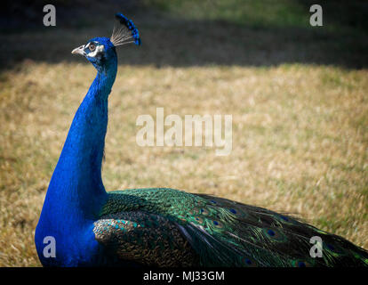 Blaue Pfauen Zoo Calgary Alberta Kanada Stockfoto