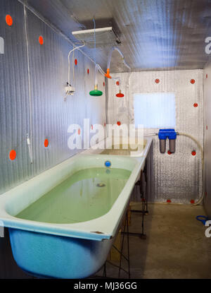 Ein Zimmer für die Aufzucht von Jungfischen. Badewanne für die Brj. Ein Fisch - Gärtnerei Stockfoto