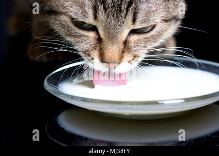 Nahaufnahme einer Katze Läppen von eine Untertasse mit Reflektion Stockfoto