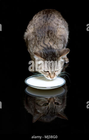 Nahaufnahme einer Katze Läppen von eine Untertasse mit Reflektion Stockfoto