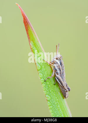 Eine Tau-bedeckte Heukehlnymphe (Paroxya sp.) stille auf einem Grashalm in der kühlen Luft des frühen Morgens. Stockfoto