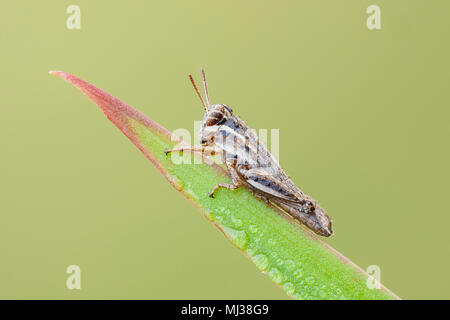 Eine Tau-bedeckte Heukehlnymphe (Paroxya sp.) stille auf einem Grashalm in der kühlen Luft des frühen Morgens. Stockfoto