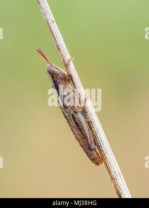 Eine tau bedeckte Kurzhornnnnymphe (Aptenopedes appalachee) erwärmt die Vegetation am frühen Morgen. Stockfoto