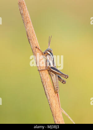 Eine mit Tau bedeckte Spurkehlnymphe (Paroxya sp.) stielt an einem Pflanzenstamm in der kühlen Luft des frühen Morgens. Stockfoto