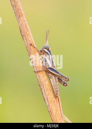 Eine mit Tau bedeckte Spurkehlnymphe (Paroxya sp.) stielt an einem Pflanzenstamm in der kühlen Luft des frühen Morgens. Stockfoto