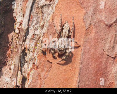 Ein Jumping Spider haftet (Platycryptus Undatus), an der Seite eines longleaf Kiefer. Stockfoto