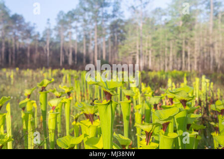 Gelbe Pitcherplants (Sarracenia flava Var rugelii) sind reichlich in diesem Versickerung slope/nasse Wiese Lebensraum in Apalachicola National Forest, Florida. Stockfoto