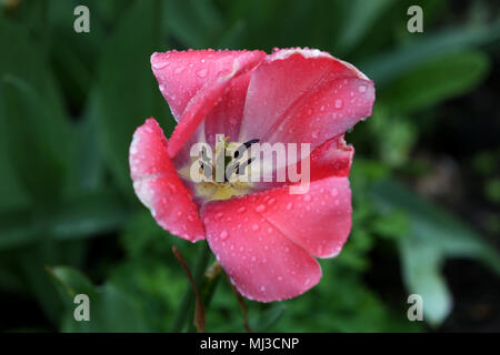 Blumen in London, UK. Stockfoto