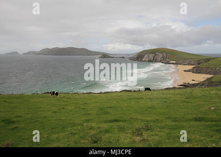 Atlantic Surf auf irischen Strand - Coumeenoole Strand, Dunmore Head auf der Dingle Halbinsel, Great Blasket Island links im Hintergrund Stockfoto
