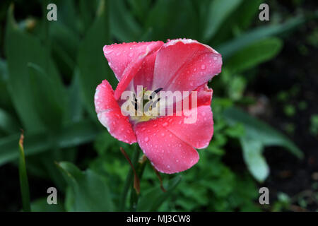 Blumen in London, UK. Stockfoto
