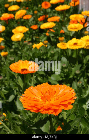 MASSENANPFLANZUNG VON ORANGENTOPF ODER SCOTCH RINGELBLUMEN (CALENDULA OFFICINALIS), AUCH BEKANNT ALS GEWÖHNLICHE ODER ENGLISCHE RINGELBLUME. Stockfoto
