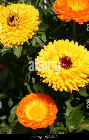 NAHAUFNAHME VON ORANGEN- UND GELBTOPF ODER SCOTCH RINGELBLUMEN (CALENDULA OFFICINALIS), AUCH BEKANNT ALS GEWÖHNLICHE ODER ENGLISCHE RINGELBLUME. Stockfoto