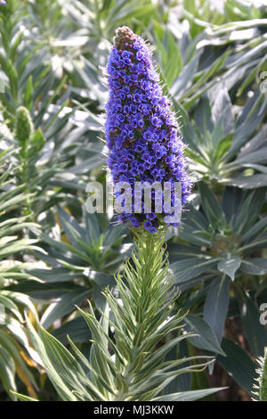 Echium candicans (Boraginaceae) Stolz von Madeira Stockfoto