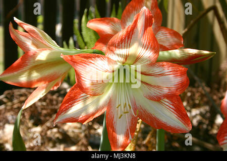 ROTE UND WEISSE HIPPEASTRUM (AMARYLLIS) BARBADOES ODER RIESENLILIEN. AUCH BEKANNT ALS FIRE LILY ODER ROYAL DUTCH AMARYLLIS Stockfoto