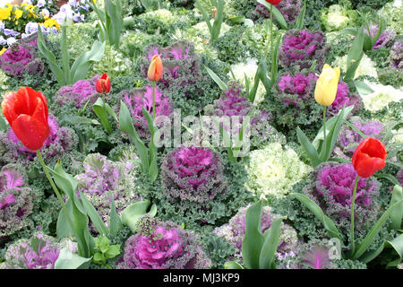 Zierpflanzen Grünkohl (Brassica oleracea) und bunte Tulpen (Tulipa) Stockfoto