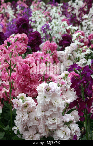 Bunte Bestände (MATTHIOLA INCANA) Stockfoto