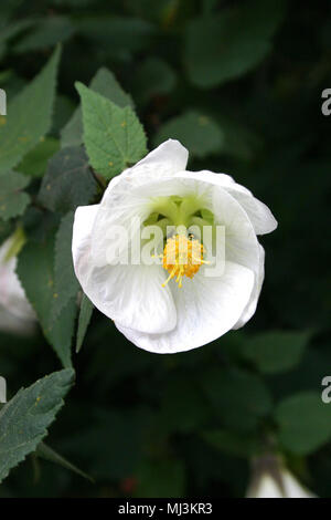 Chinesische Laterne Blume (Abutilon) Stockfoto