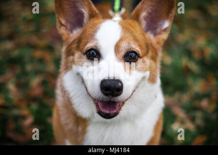 Yogi die Corgi