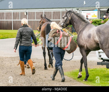 Musselburgh, Schottland, 4. Mai 2018. Neben, Musselburgh, East Lothian, Schottland, Vereinigtes Königreich. Rennen Pferde am Nachmittag flachbild Pferderennen. Mädchen, die Pferde in den Stall in Vorbereitung der Veranstaltung Stockfoto