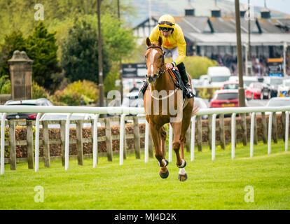 Musselburgh, Schottland, 4. Mai 2018. Musselburgh Race Course, Musselburgh, East Lothian, Schottland, Großbritannien. Ein Rennpferd galoppiert zum Start am Nachmittag des flachen Pferderennens. Pferd ‘Harome’ unter dem Jockey Tony Hamilton Stockfoto