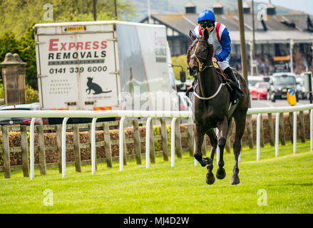 Musselburgh, Schottland, 4. Mai 2018. Musselburgh Race Course, Musselburgh, East Lothian, Schottland, Großbritannien. Ein Rennpferd galoppiert zum Start am Nachmittag des flachen Pferderennens. Pferd ‘Lady Cristal’ unter dem Jockey Paul Hanagan Stockfoto