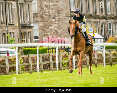 Musselburgh, Schottland, 4. Mai 2018. Neben, Musselburgh, East Lothian, Schottland, Vereinigtes Königreich. Ein Race Horse galoppiert zum Start am Nachmittag flachbild Pferderennen. Pferd 'Tommy G' geritten von Jockey Phil Dennis in der 2,40 Boogie am Morgen Handicap Stockfoto