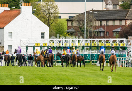 Musselburgh, Schottland, 4. Mai 2018. Neben, Musselburgh, East Lothian, Schottland, Vereinigtes Königreich. Rennen Pferde am Nachmittag Flachbild racing erfüllen. Die pferde Raffung an den Start für die 2,40 Boogie am Morgen Handicap Stockfoto