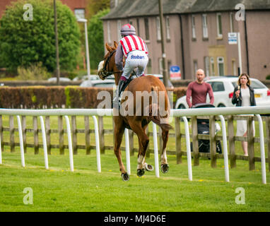 Musselburgh, Schottland, 4. Mai 2018. Musselburgh Race Course, Musselburgh, East Lothian, Schottland, Großbritannien. Ein Rennpferd galoppiert zum Start am Nachmittag des flachen Pferderennens. Pferd ‘Suwaan’ unter Jockey James Sullivan Stockfoto