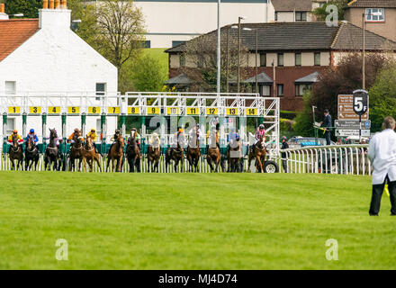 Musselburgh, Schottland, 4. Mai 2018. Neben, Musselburgh, East Lothian, Schottland, Vereinigtes Königreich. Rennen Pferde am Nachmittag Flachbild racing erfüllen. Die pferde Sprung aus der Starting Gate in der 2,40 Boogie am Morgen Handicap Stockfoto