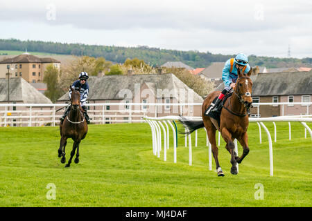 Musselburgh, Schottland, 4. Mai 2018. Musselburgh Race Course, Musselburgh, East Lothian, Schottland, Großbritannien. Rennpferde galoppieren zum Start am Nachmittag treffen sich flache Rennen. Pferd ‘Cobalty Isle’ mit Jockey Connor Beasley aus Irland und „Smuggler ‘Creek“ mit Paul Mulennan Stockfoto