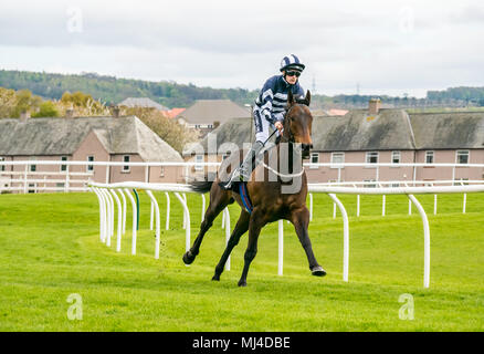 Musselburgh, Schottland, 4. Mai 2018. Neben, Musselburgh, East Lothian, Schottland, Vereinigtes Königreich. Ein Race Horse galoppiert zum Start am Nachmittag flachbild Pferderennen. Muggler's Horse Creek" geritten von Jockey Paul Mulrennan aus Irland in der 3.10 Jackson Boyd Lawyers-More als Handicap Stockfoto