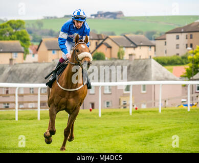 Musselburgh, Schottland, 4. Mai 2018. Neben, Musselburgh, East Lothian, Schottland, Vereinigtes Königreich. Ein Race Horse galoppiert zum Start am Nachmittag flachbild Pferderennen. Das Pferd ureyoutoldme' von Jockey James Sullivan aus Irland geritten in der 3.10 Jackson Boyd Lawyers-More als Handicap Stockfoto