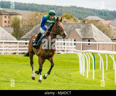 Musselburgh, Schottland, 4. Mai 2018. Neben, Musselburgh, East Lothian, Schottland, Vereinigtes Königreich. Ein Race Horse galoppiert zum Start am Nachmittag flachbild Pferderennen. Pferd "Acadian Engel" geritten von Jockey Daniel Tudhope aus Irland in der 3.10 Jackson Boyd Lawyers-More als Handicap Stockfoto